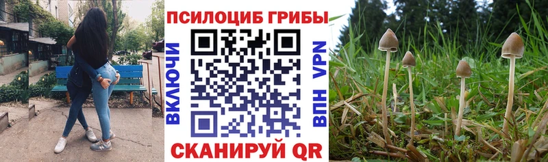 Купить где  Лермонтов  Псилоцибиновые грибы MAGIC MUSHROOMS 